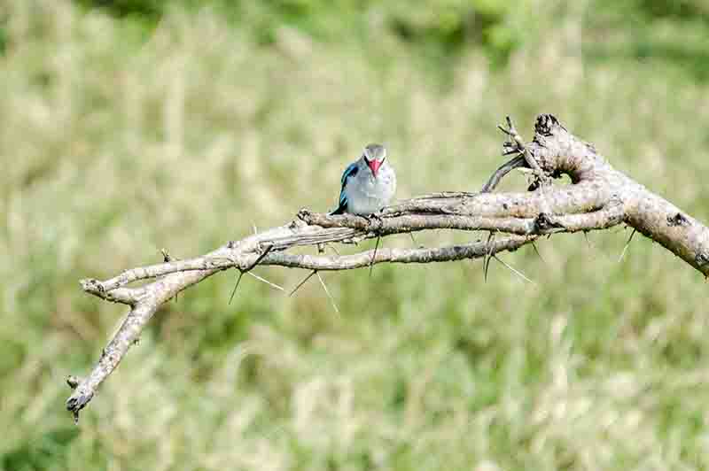 Woodland Kingfisher - parque nacional Queen Elizabeth - Uganda 2.jpg